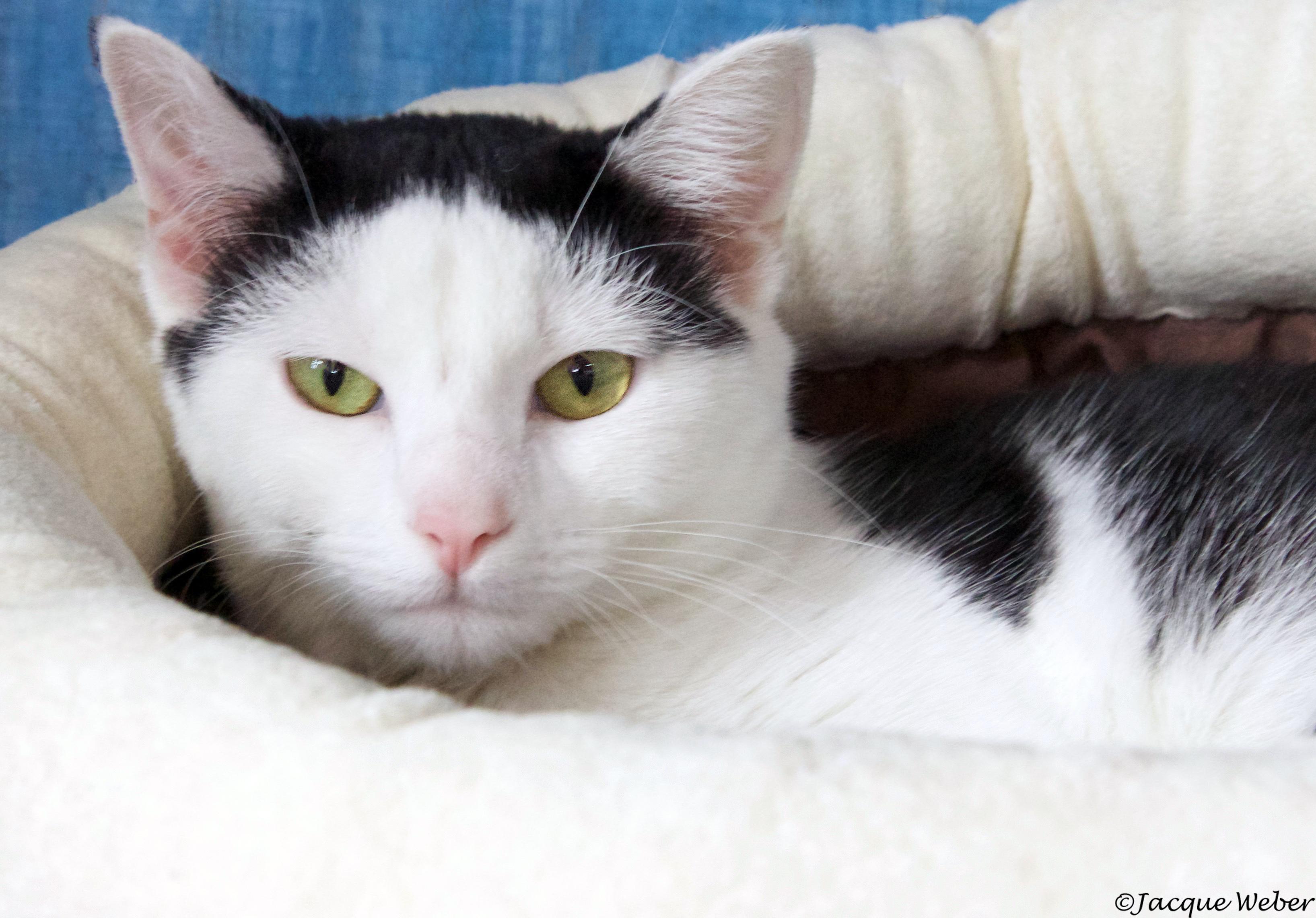 Cheesecake, an adoptable Domestic Short Hair in St. Louis, MO, 63110 | Photo Image 1