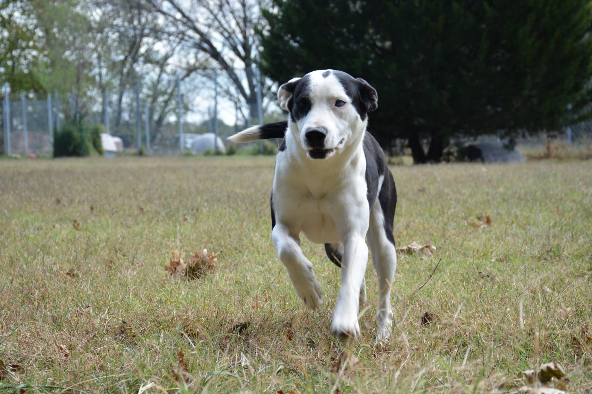 Jasmin, an adoptable Collie, Labrador Retriever in Bartlesville, OK, 74003 | Photo Image 2