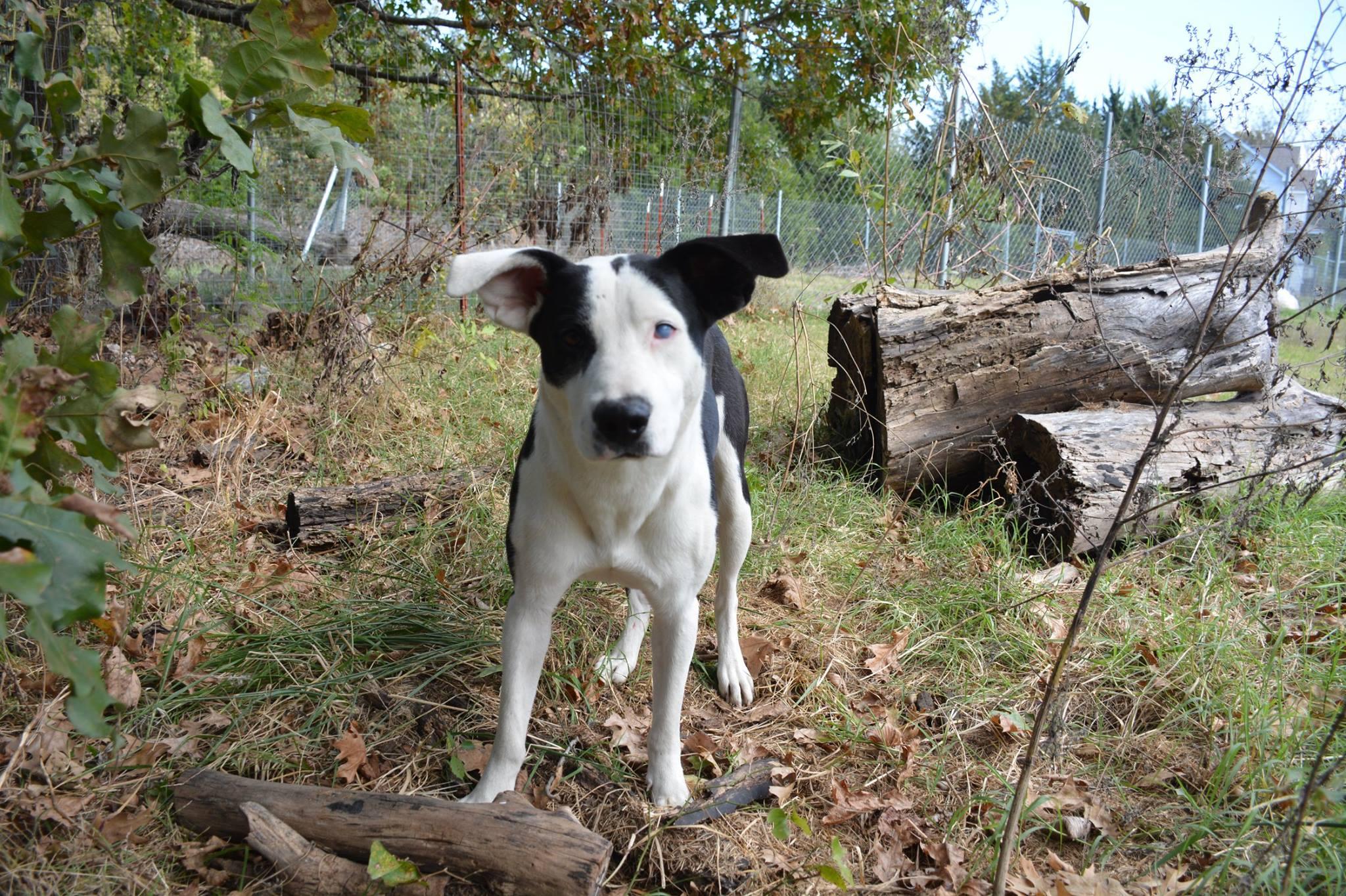 Jasmin, an adoptable Collie, Labrador Retriever in Bartlesville, OK, 74003 | Photo Image 3