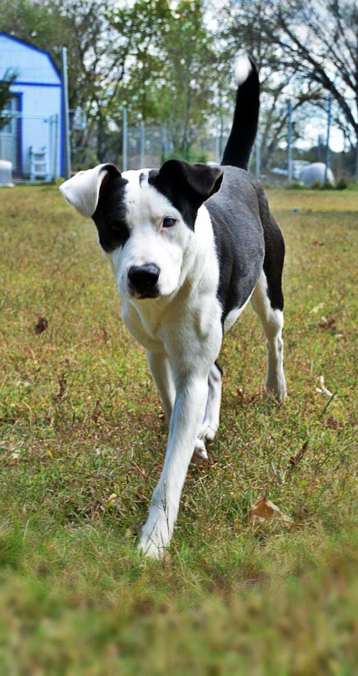 Jasmin, an adoptable Collie, Labrador Retriever in Bartlesville, OK, 74003 | Photo Image 1