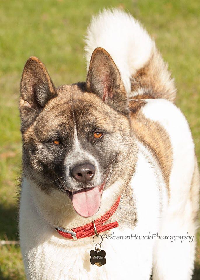 Penny, an adoptable Akita in Jacksonville, FL_image-2