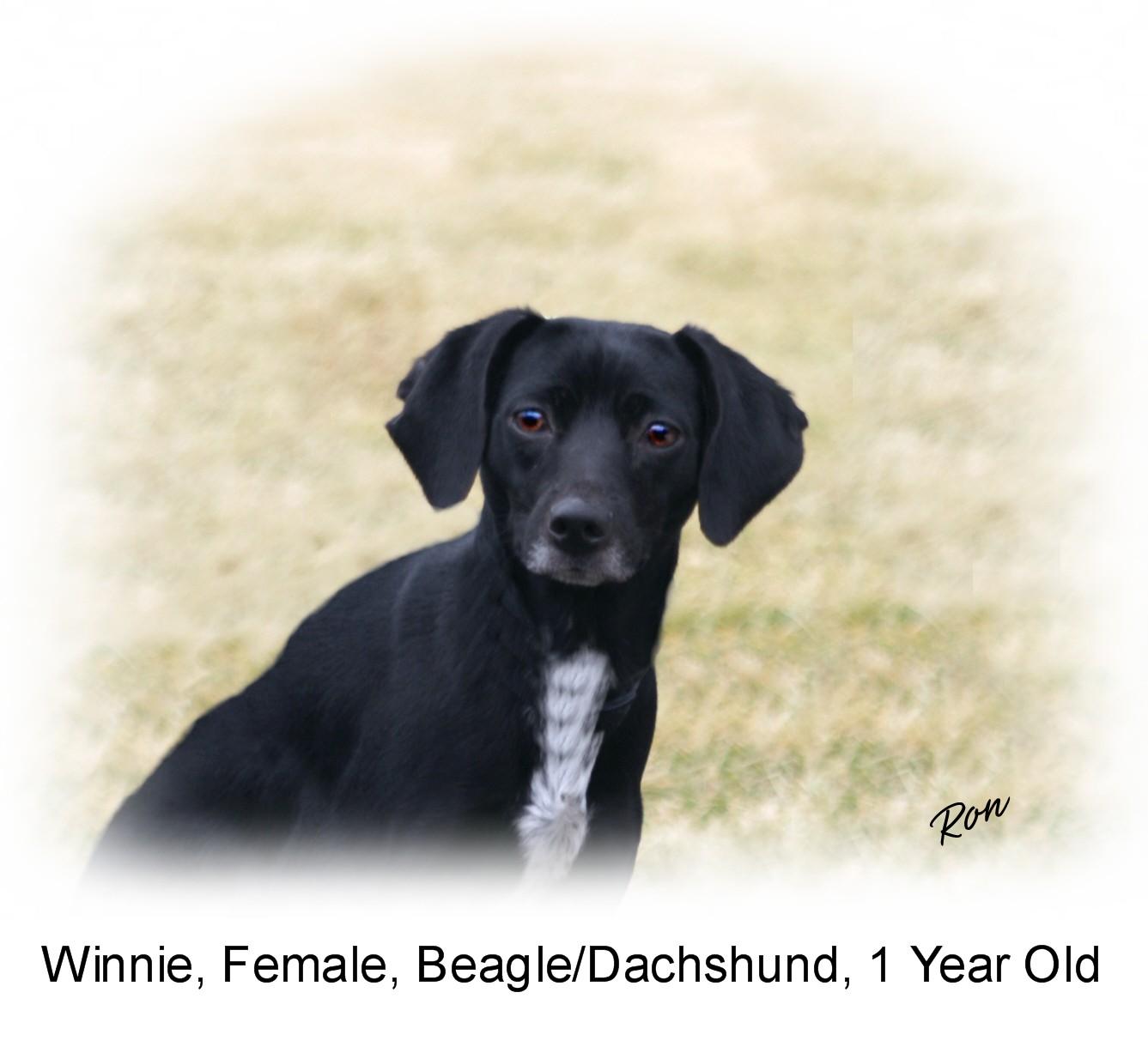 Winnie, an adoptable Mixed Breed in Ravenna, OH, 44266 | Photo Image 2