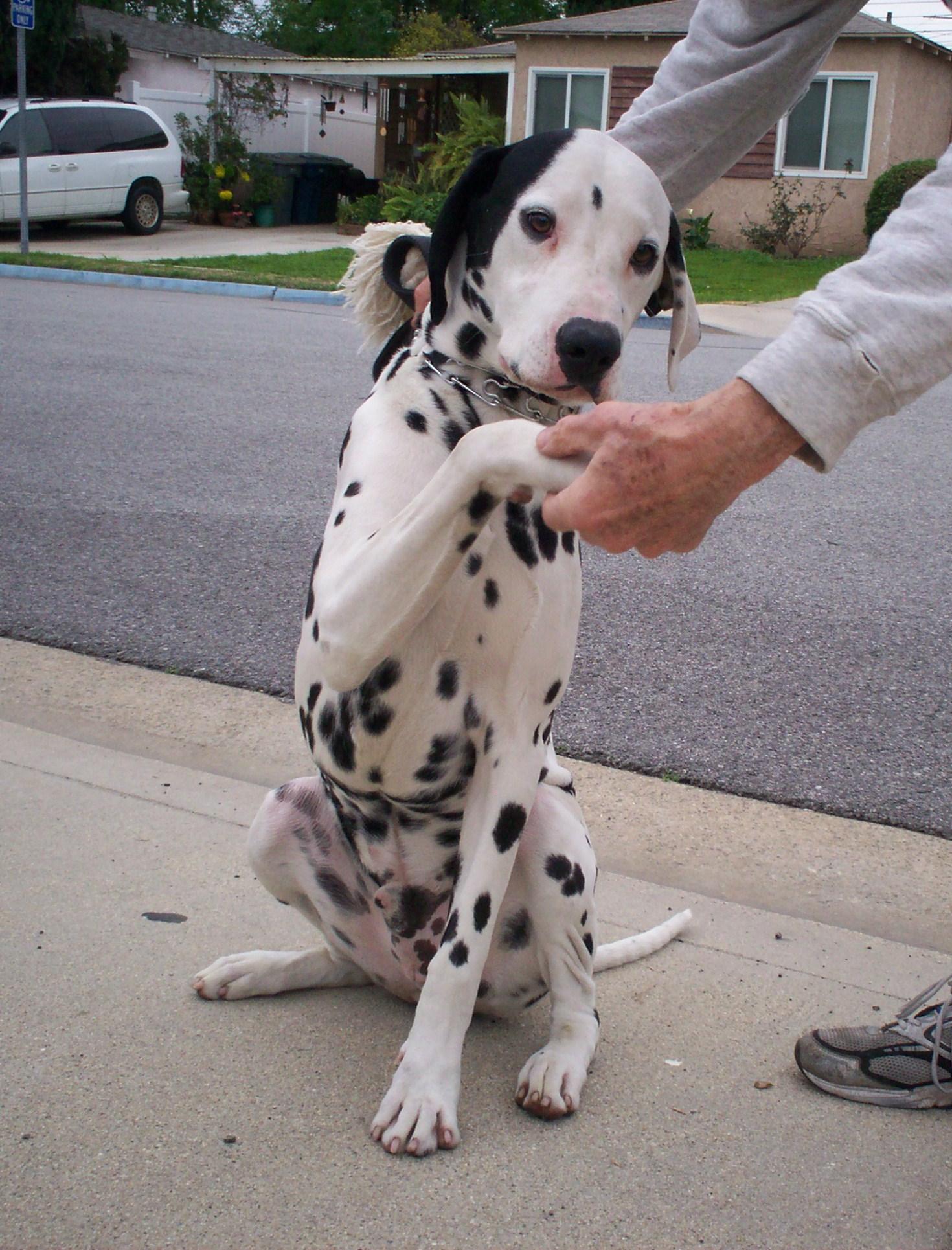 Ricky-Seeking Sponsors, an adoptable Dalmatian in San Diego, CA, 92104 | Photo Image 1