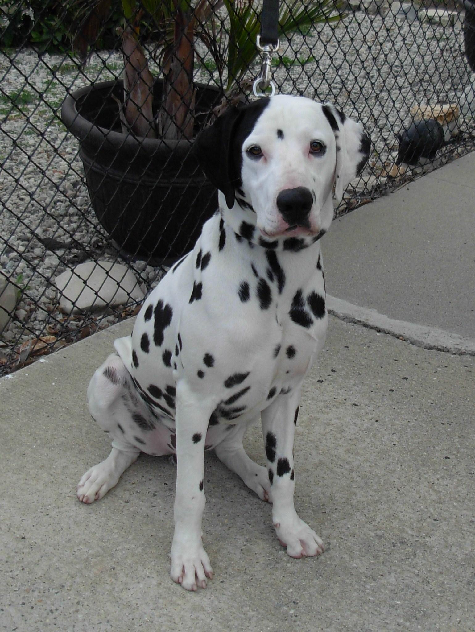 Ricky-seeking donors only, an adoptable Dalmatian in San Diego, CA, 92104 | Photo Image 1