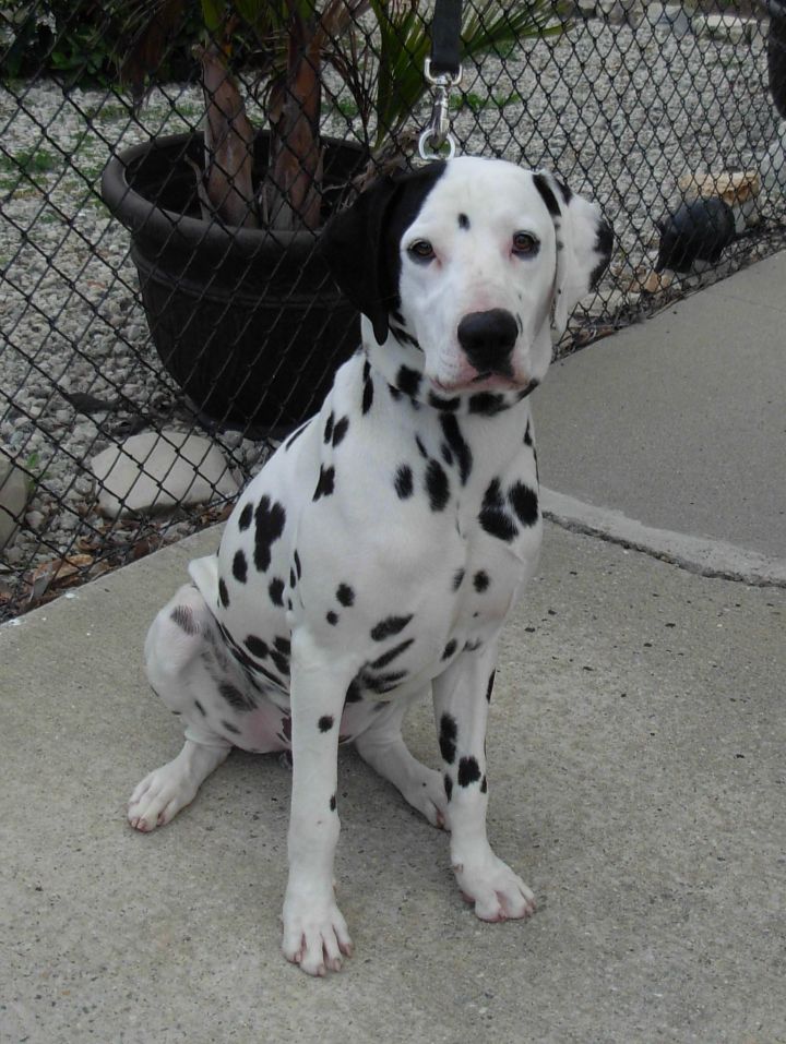 Dalmations store for adoption