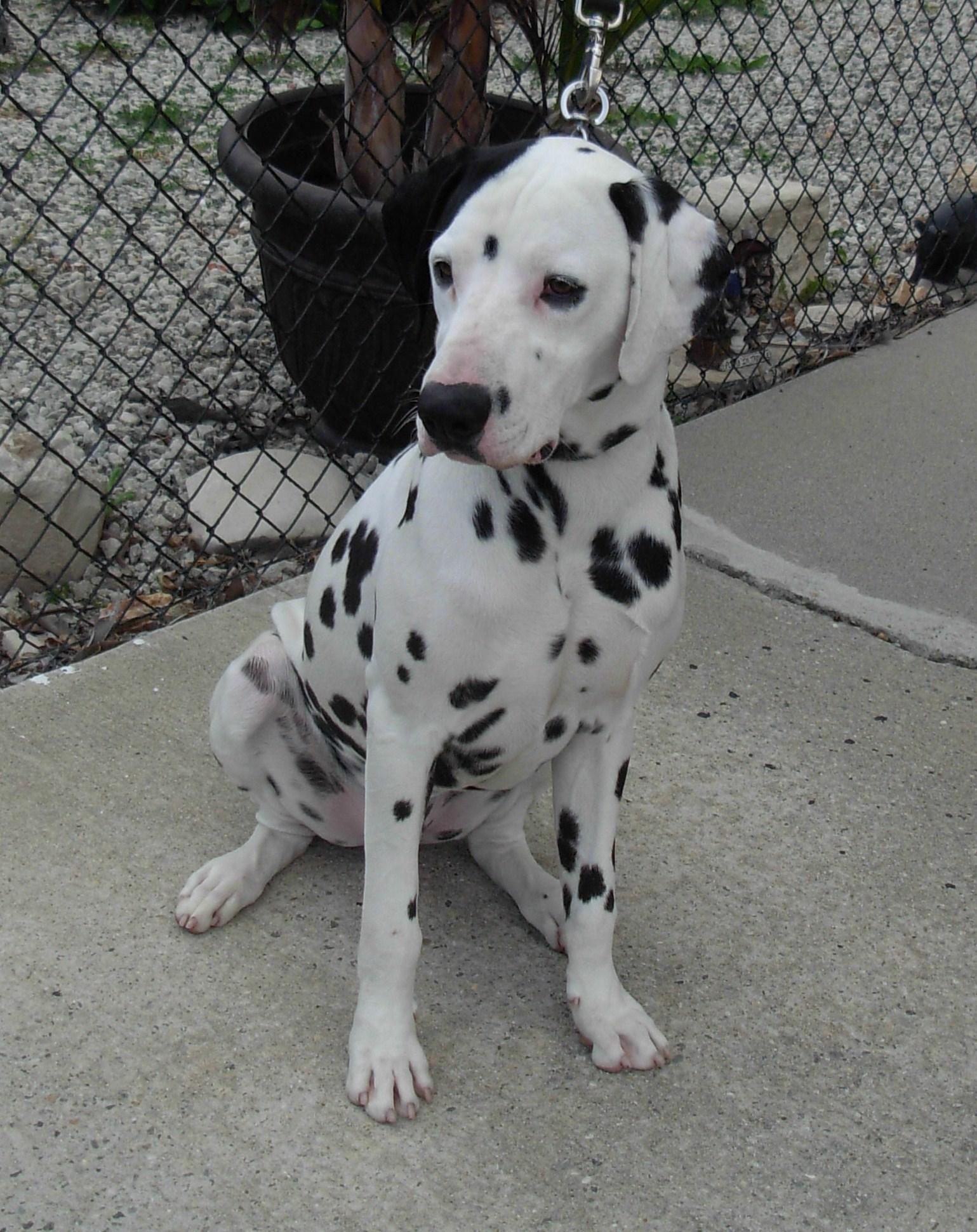 Ricky-Seeking Sponsors, an adoptable Dalmatian in San Diego, CA, 92104 | Photo Image 3