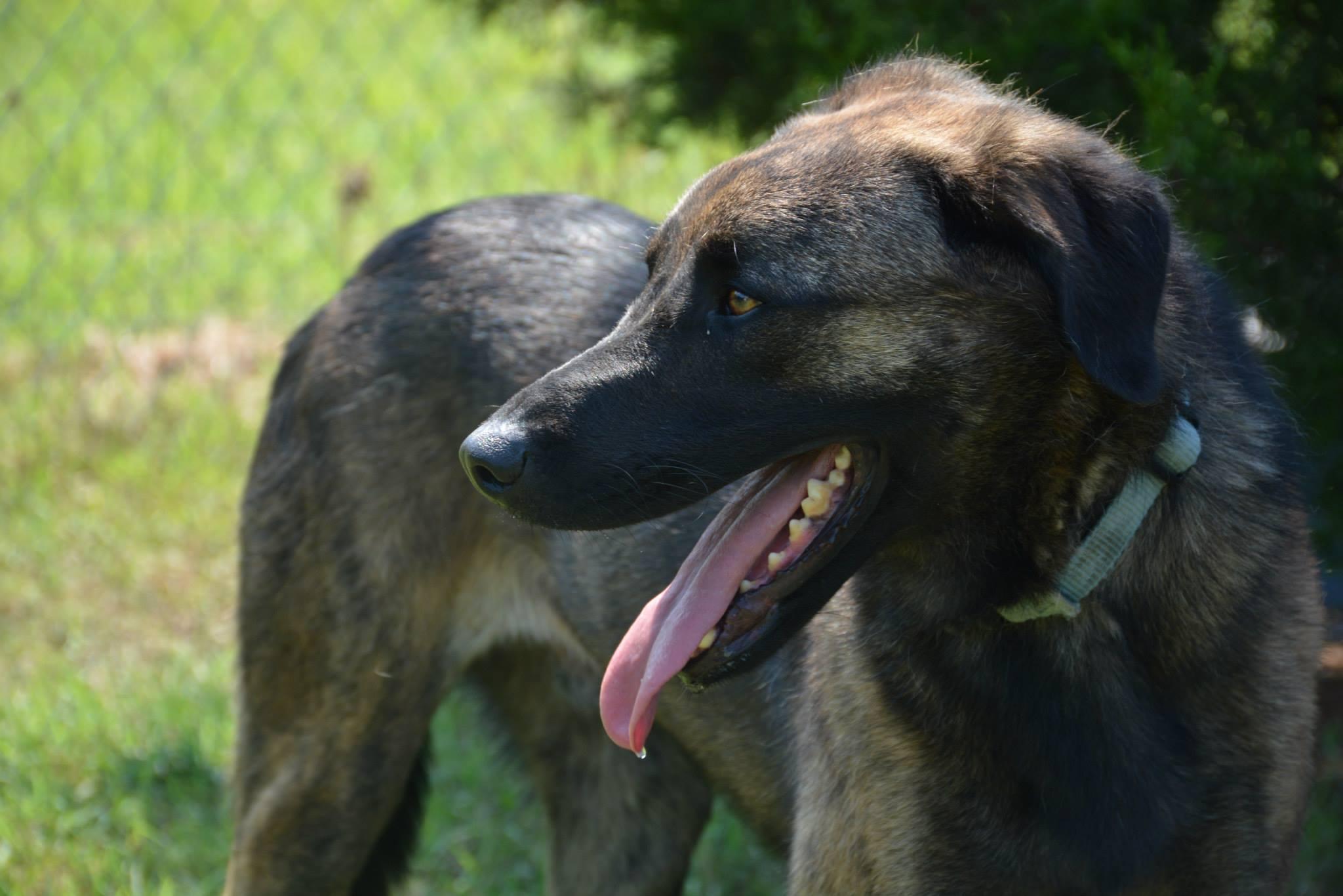 Hank, an adoptable Shepherd, Labrador Retriever in Bartlesville, OK, 74003 | Photo Image 1