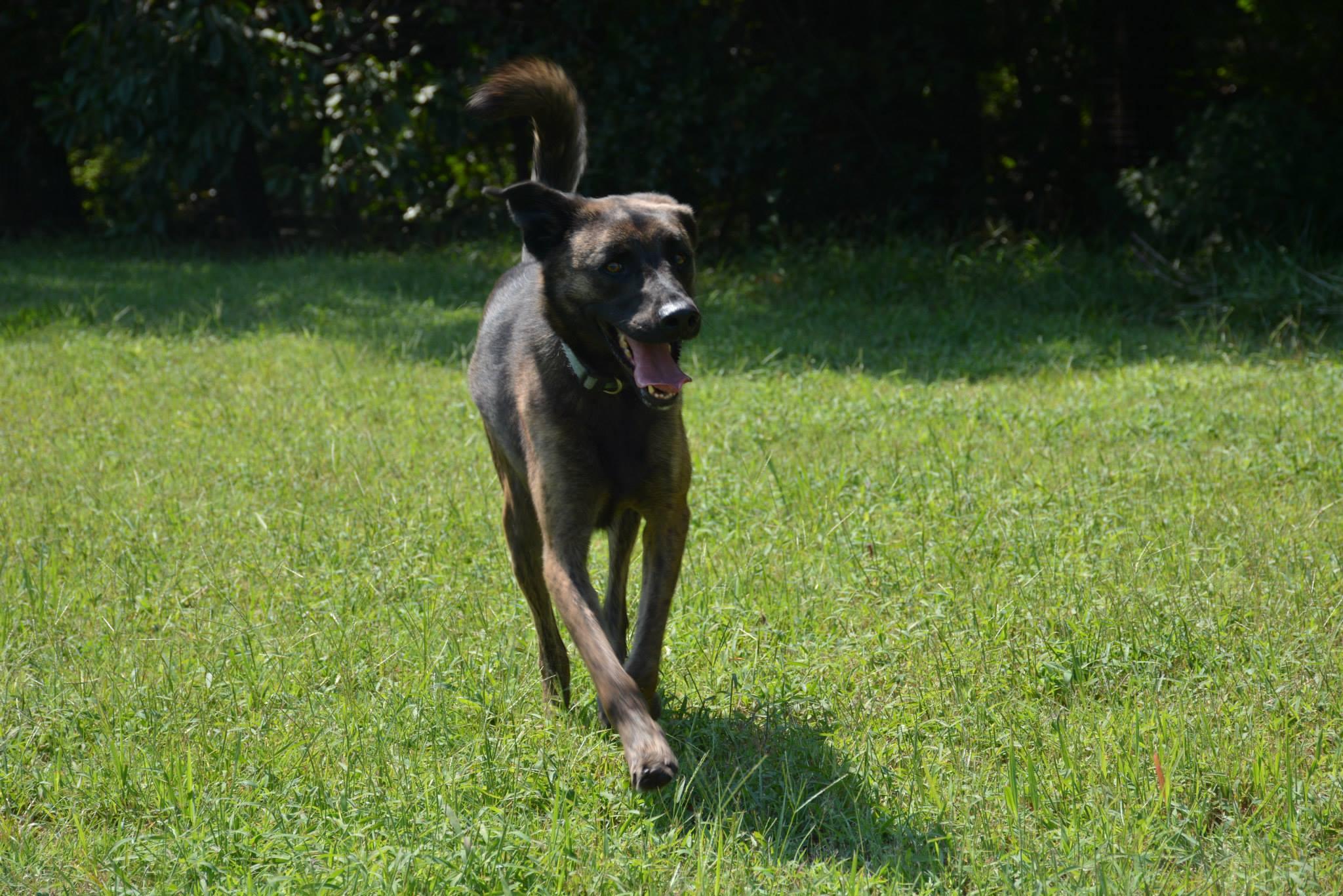 Hank, an adoptable Shepherd, Labrador Retriever in Bartlesville, OK, 74003 | Photo Image 2