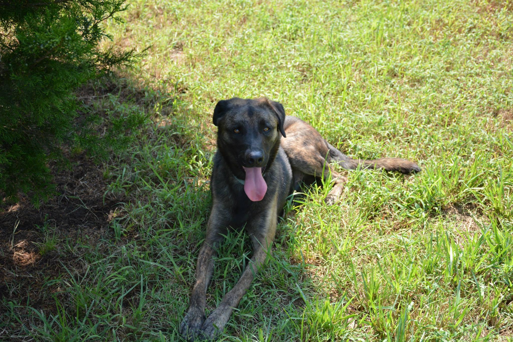 Hank, an adoptable Shepherd, Labrador Retriever in Bartlesville, OK, 74003 | Photo Image 3