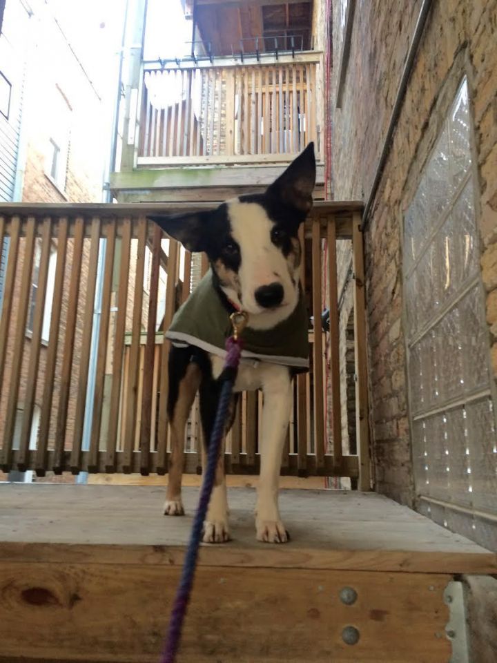 Macgyver--I'm an Adoption Center Dog! 3