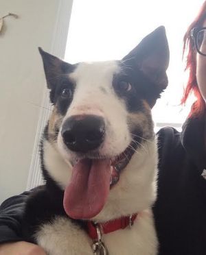 Macgyver--I'm an Adoption Center Dog!