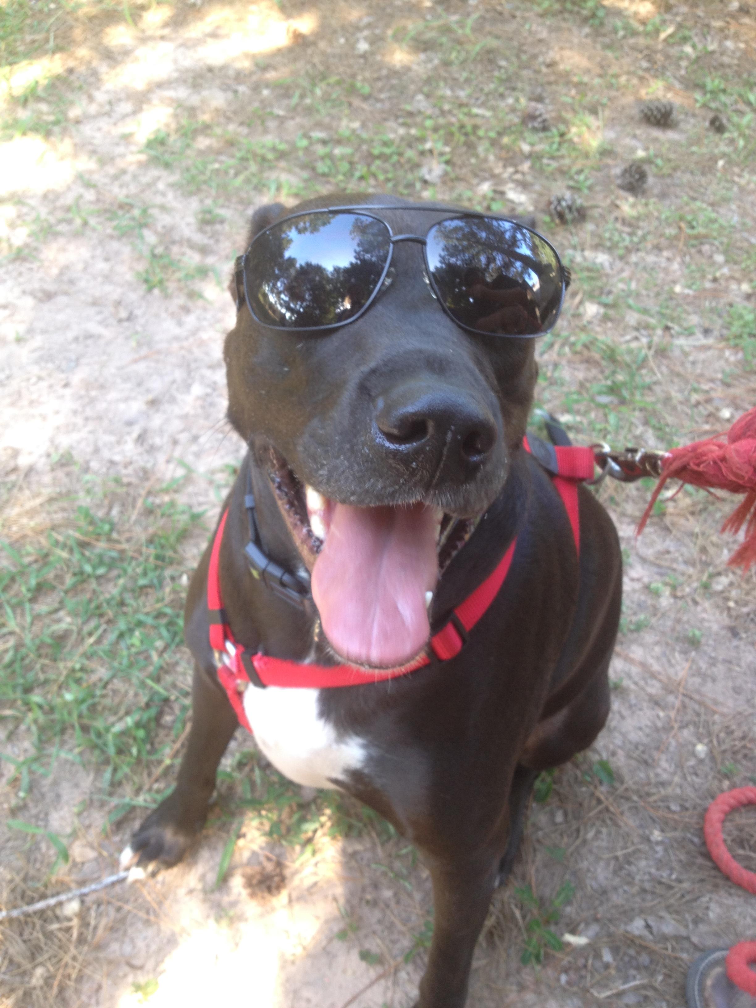 Roman, an adoptable Labrador Retriever, Great Dane in Brenham, TX, 77834 | Photo Image 1