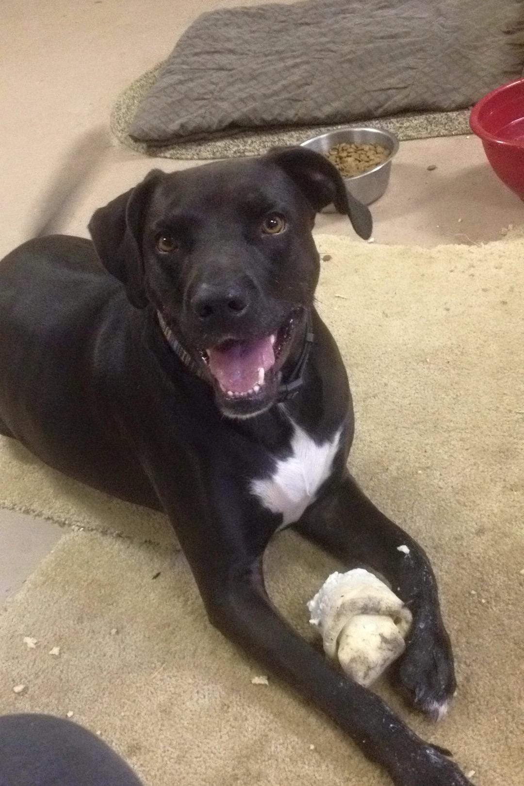 Roman, an adoptable Labrador Retriever, Great Dane in Brenham, TX, 77834 | Photo Image 2