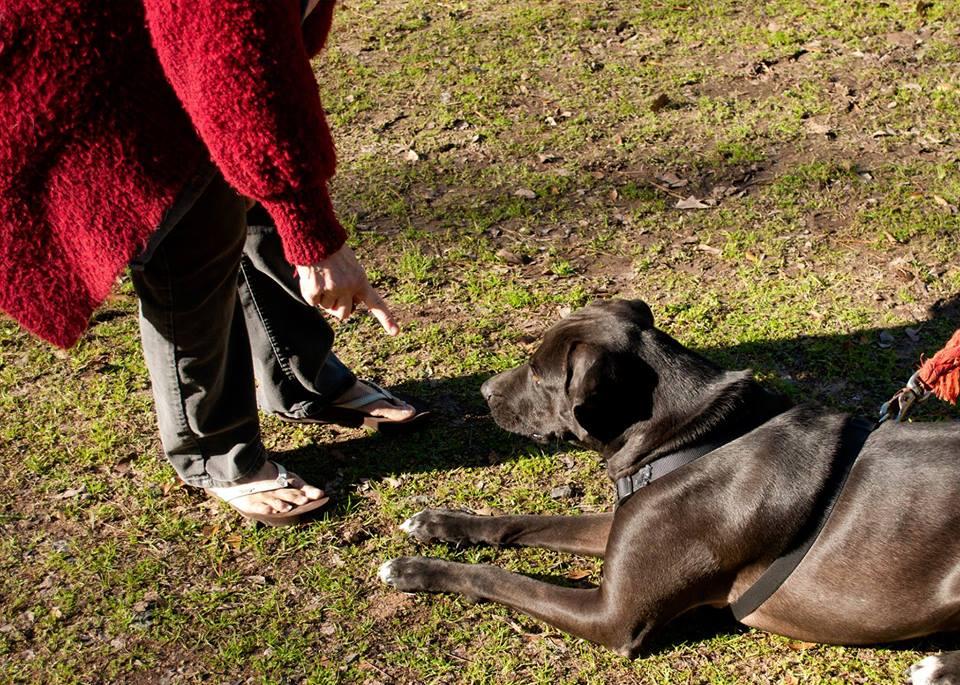Roman, an adoptable Labrador Retriever, Great Dane in Brenham, TX, 77834 | Photo Image 3