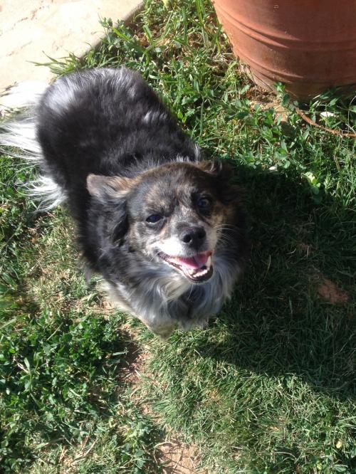 Pepper, an adoptable Beagle, Terrier in Colton, CA, 92324 | Photo Image 3