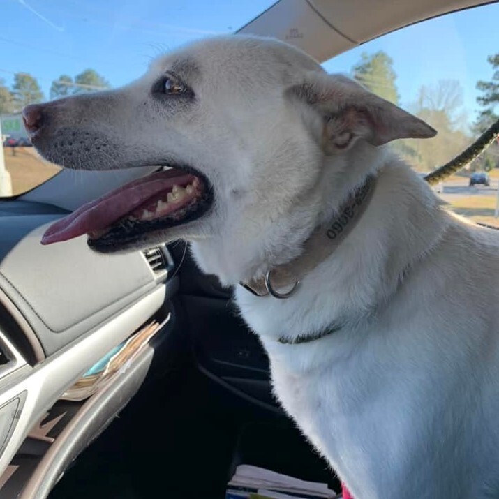 Bailey, an adoptable Shepherd, Husky in Meridian, MS, 39303 | Photo Image 3