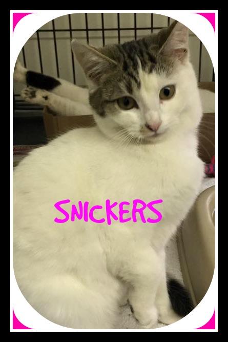 SNICKERS 1