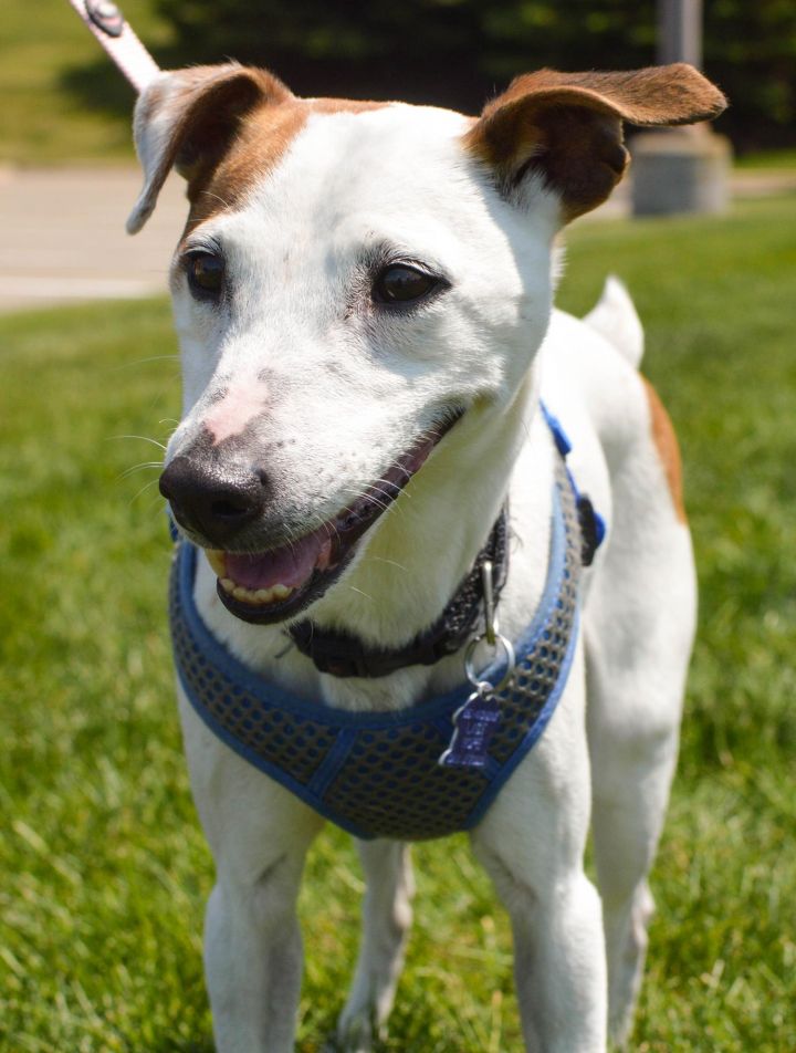 LOCKET, an adopted Jack Russell Terrier Mix in Farmington, MN_image-1