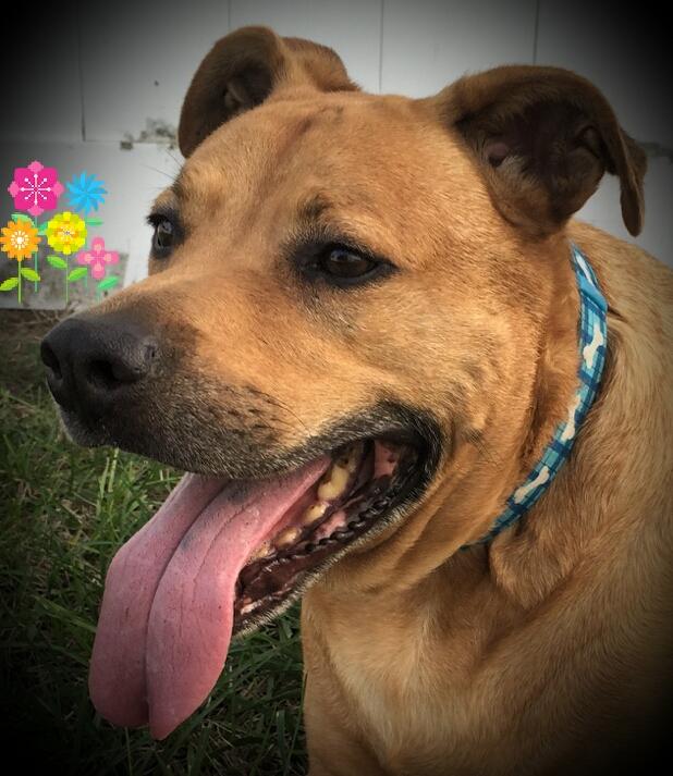 Tater, an adoptable Labrador Retriever in Ocala, FL, 34474 | Photo Image 2
