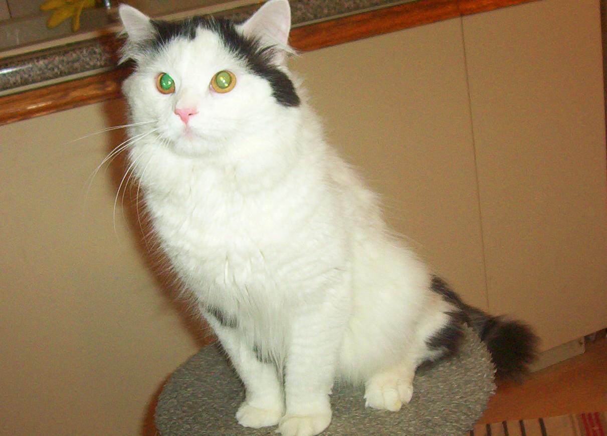 PRINCE, an adoptable Domestic Medium Hair in Nepean, ON, K2J 0P9 | Photo Image 1
