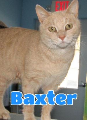 #3678 Baxter