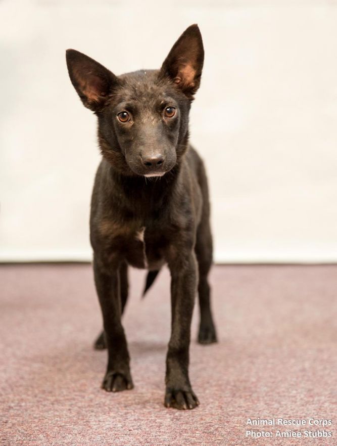 Finley-I'm an Adoption Center Dog!
