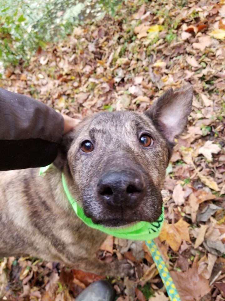 Dog For Adoption Becker A Dutch Shepherd German Shepherd Dog