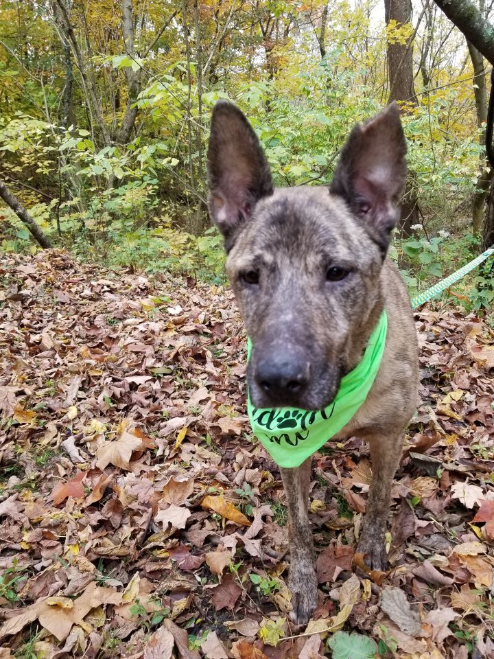Dog For Adoption Becker A Dutch Shepherd German Shepherd Dog