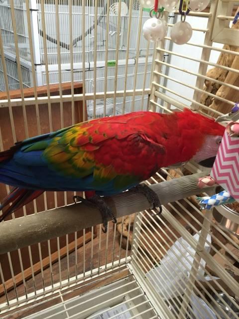 Parrot For Adoption Ruby The Ruby Macaw A Macaw In Blairstown Nj Petfinder