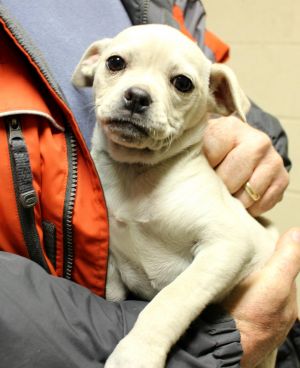 Pug/Mountain Feist mix-males (litter of 3)