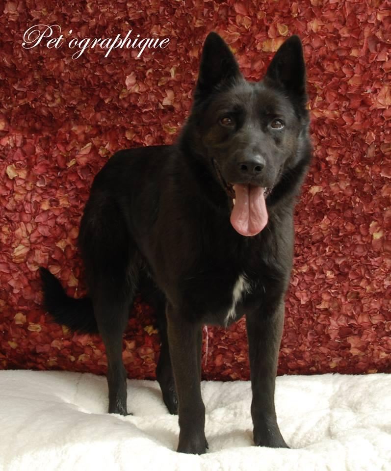 Clancey, an adoptable German Shepherd Dog in Las Vegas, NV, 89136 | Photo Image 4