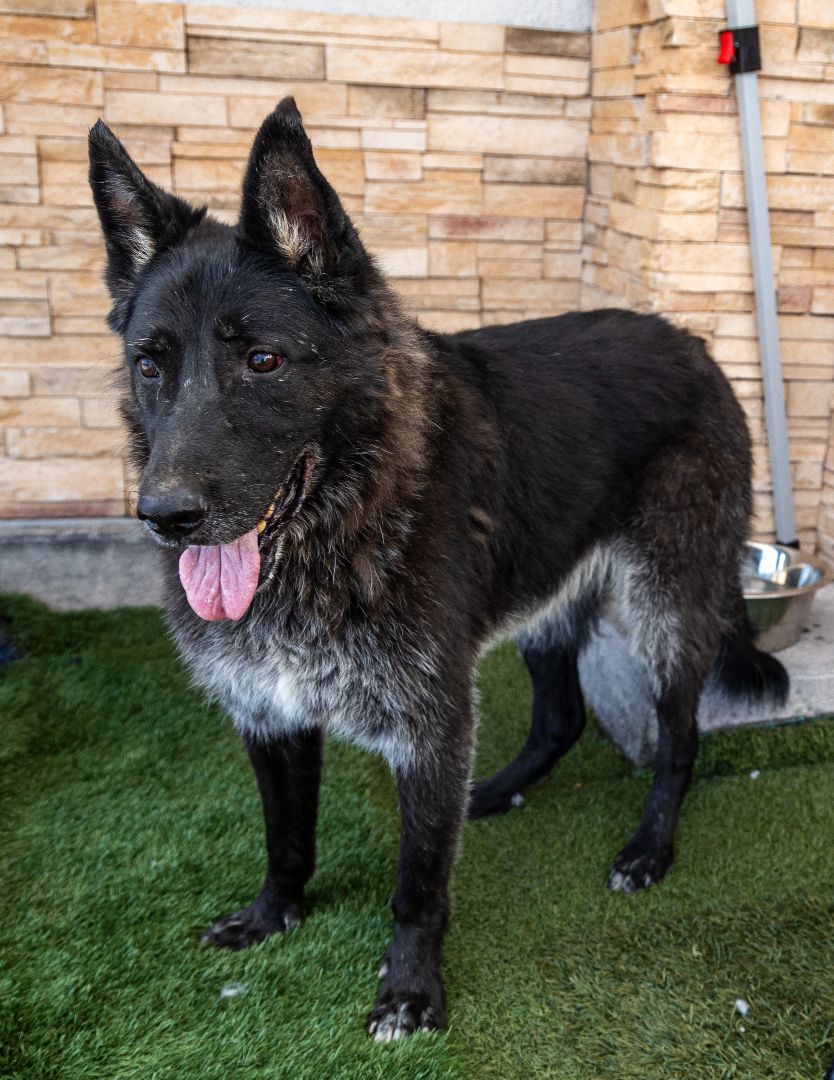 Clancey, an adoptable German Shepherd Dog in Las Vegas, NV, 89136 | Photo Image 1