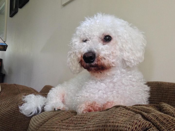 ADOPTED! Wally, an adopted Bichon Frise in Mount Laurel, NJ_image-2