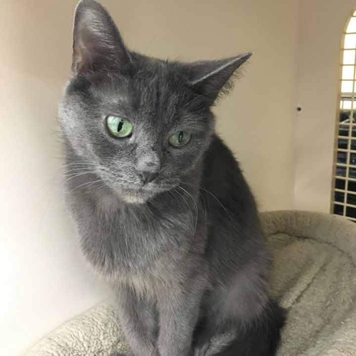 Mystery, an adopted Domestic Short Hair & Russian Blue Mix in West Bloomfield, MI_image-1