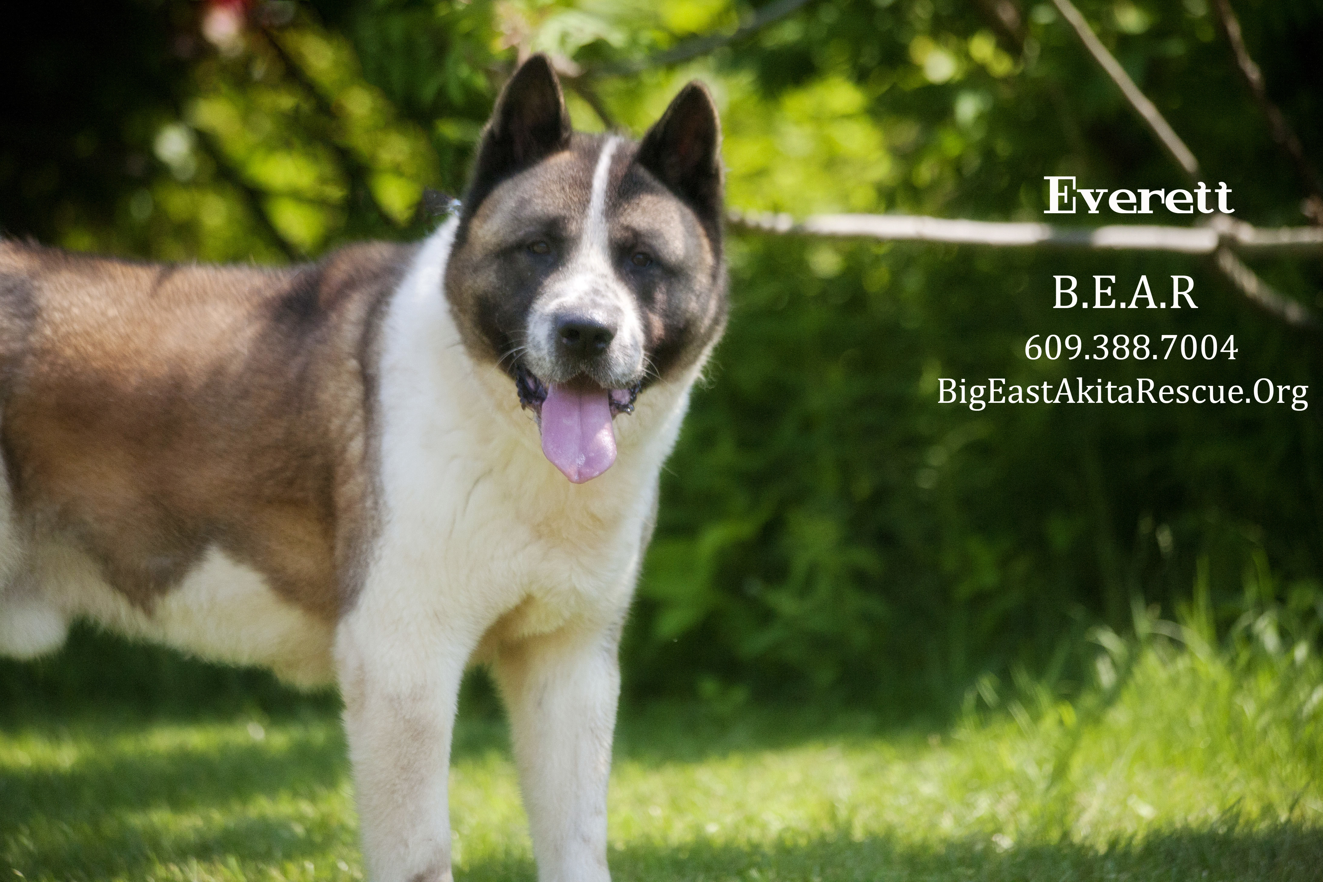 Everett, an adoptable Akita in Toms River, NJ, 08753 | Photo Image 2