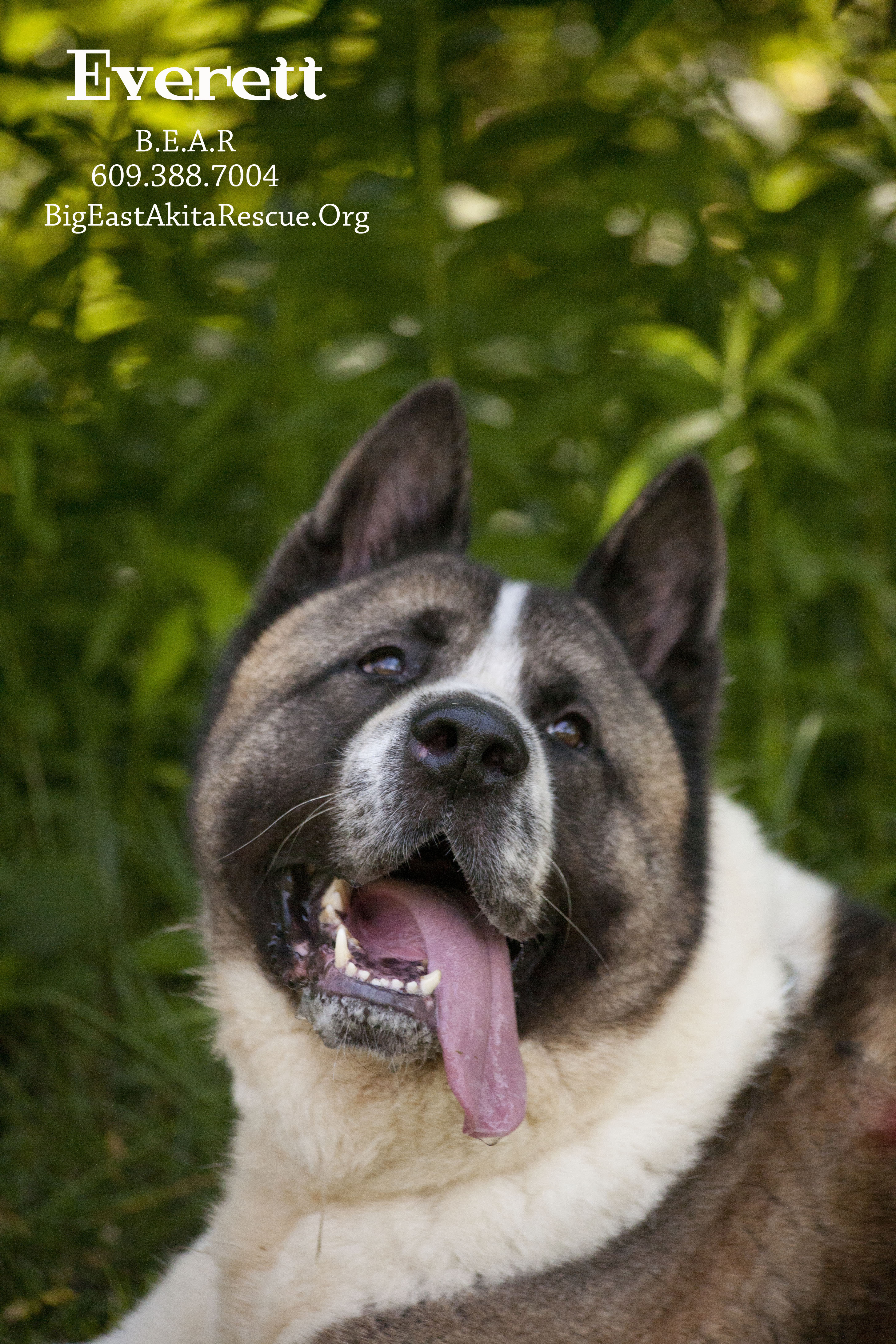 Everett, an adoptable Akita in Toms River, NJ, 08753 | Photo Image 3