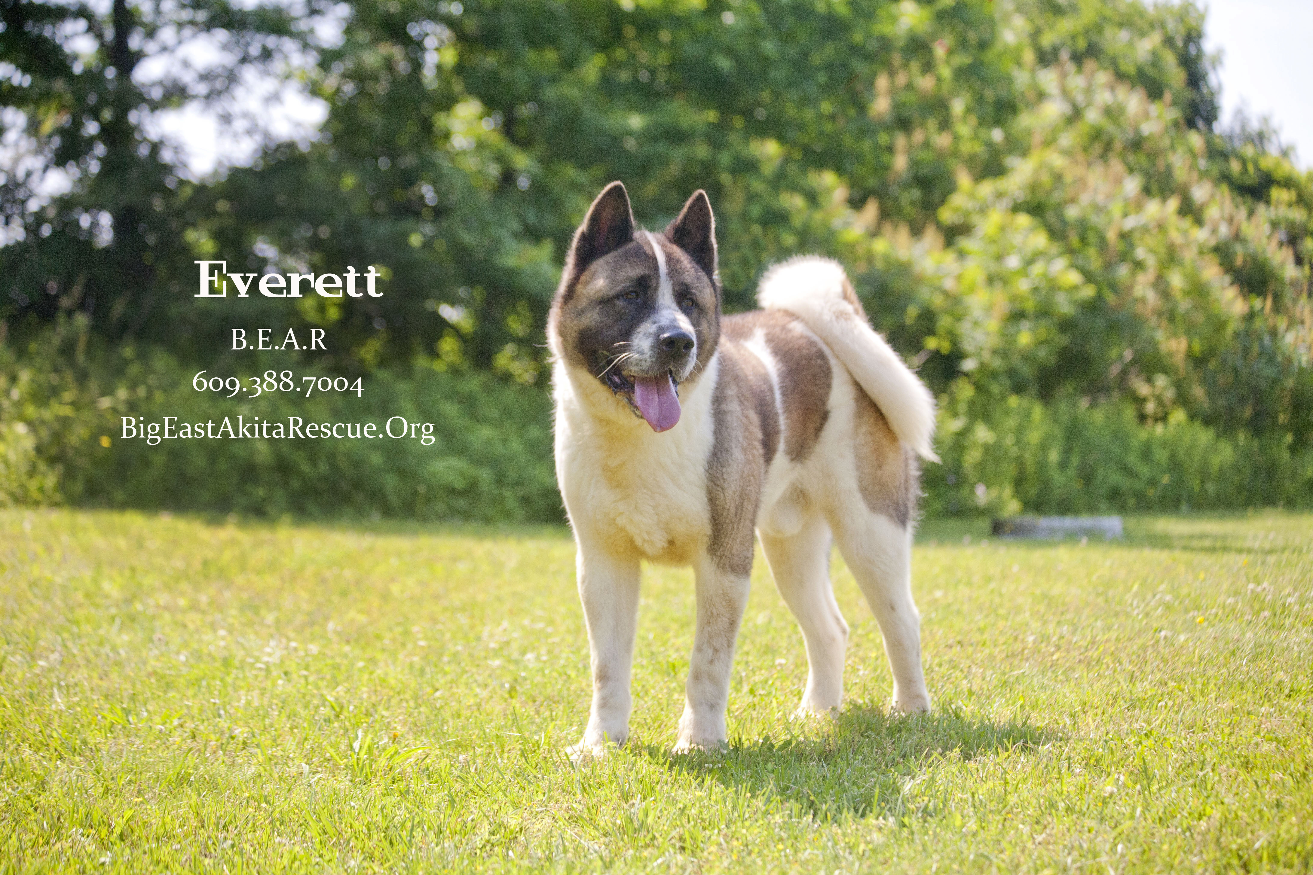 Everett, an adoptable Akita in Toms River, NJ, 08753 | Photo Image 4