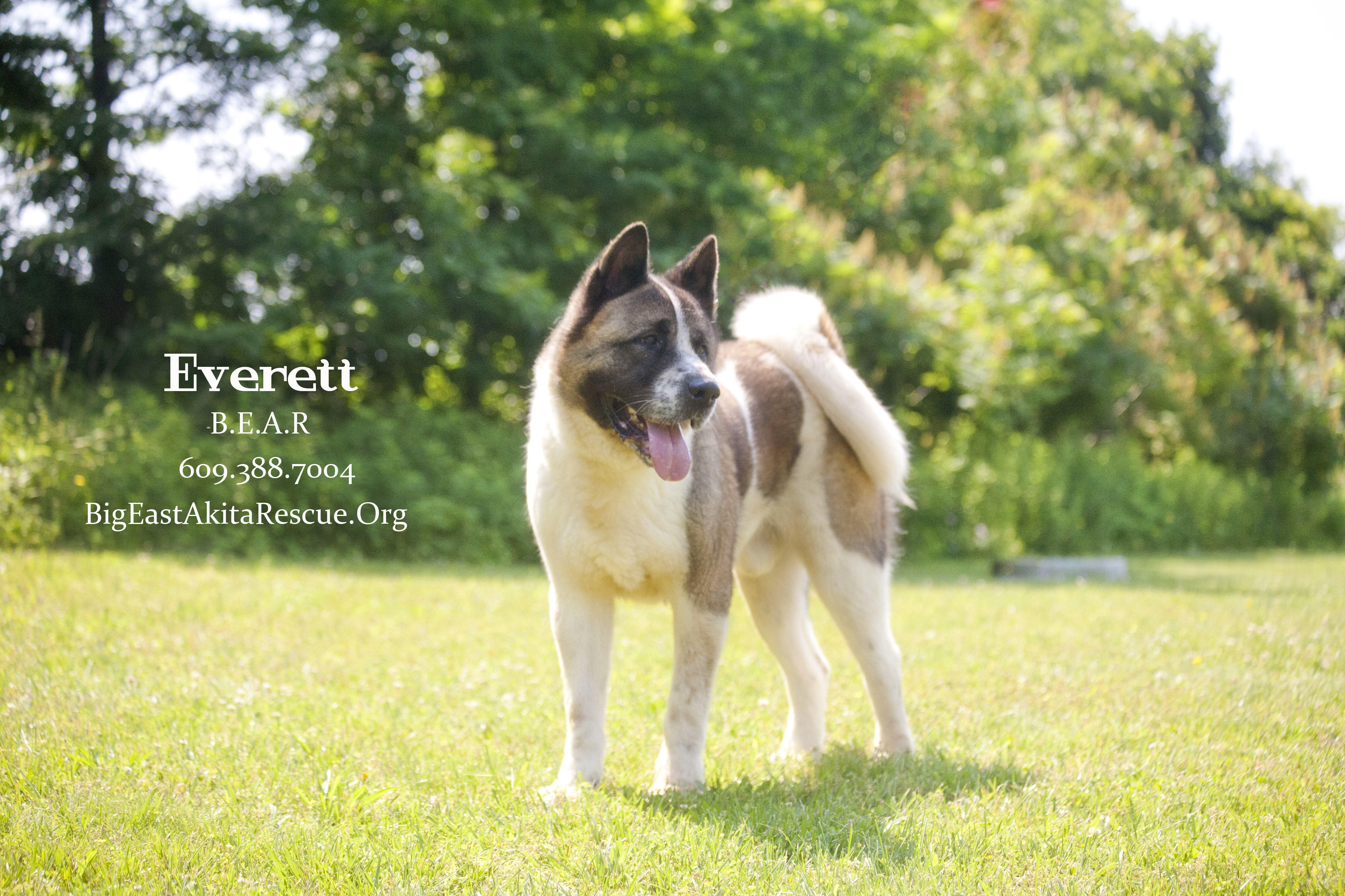 Everett, an adoptable Akita in Toms River, NJ, 08753 | Photo Image 5