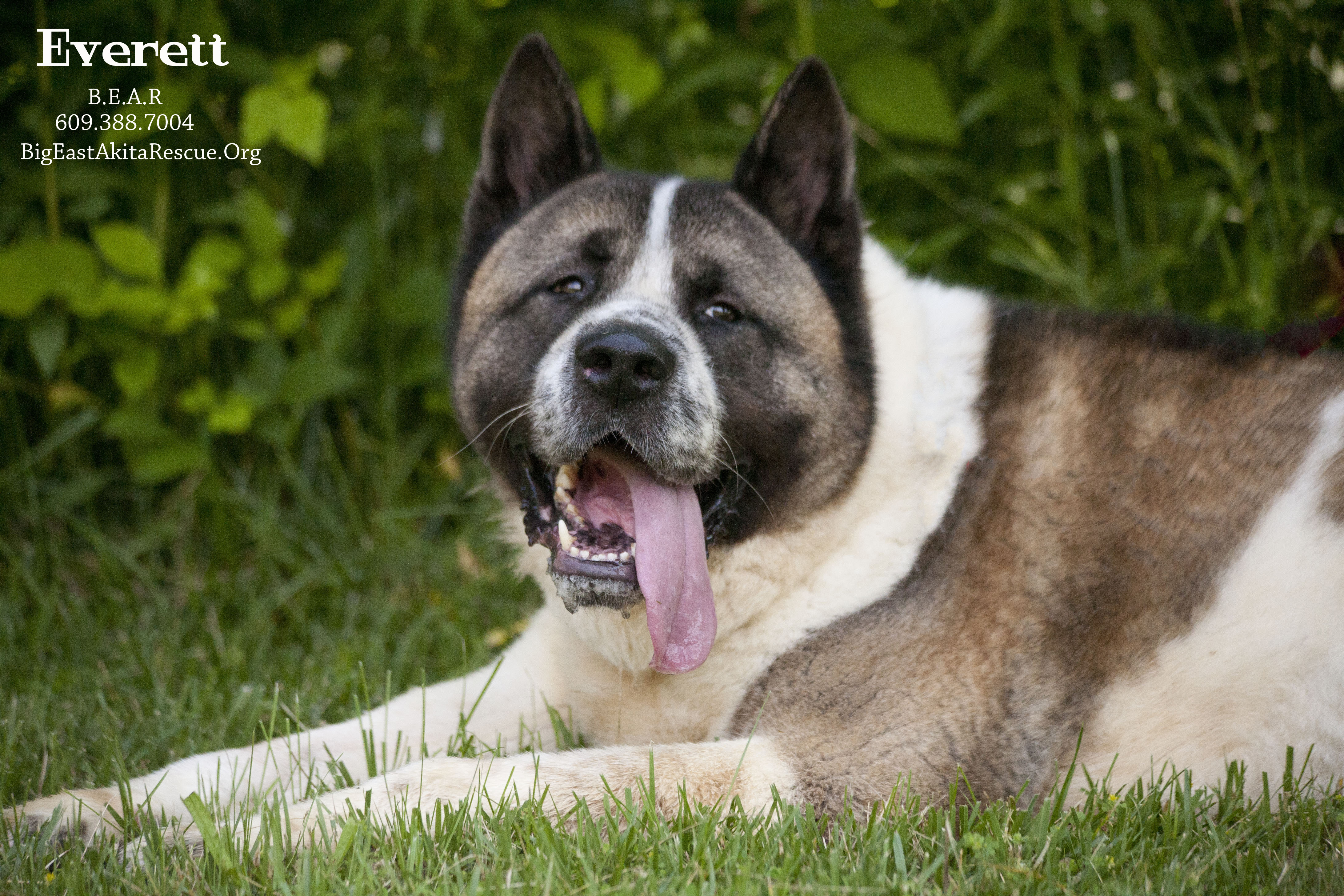 Everett, an adoptable Akita in Toms River, NJ, 08753 | Photo Image 6