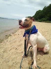 SEBASTIAN, an adoptable Hound, Terrier in Holbrook, NY, 11741 | Photo Image 2