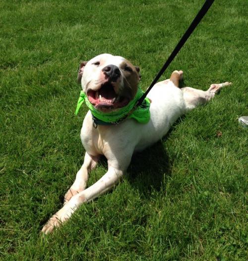 SEBASTIAN, an adoptable Hound, Terrier in Holbrook, NY, 11741 | Photo Image 3