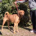Wiley, an adoptable Hound in Savannah, GA, 31410 | Photo Image 1