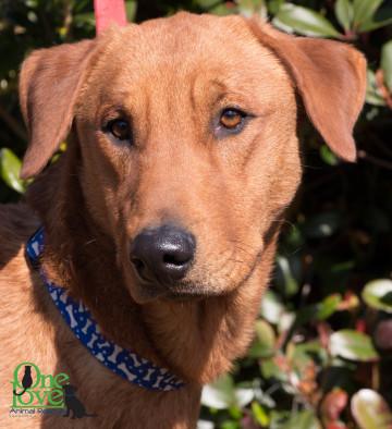 Wiley, an adoptable Hound in Savannah, GA, 31410 | Photo Image 2