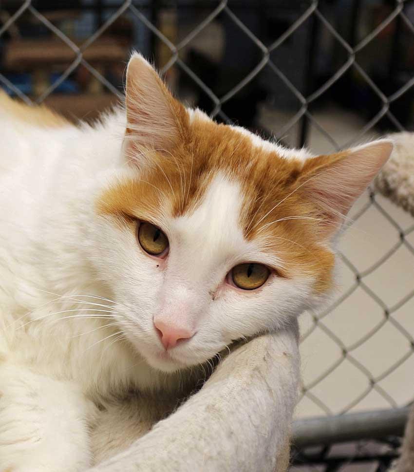 Huey, an adoptable Domestic Medium Hair in Spokane, WA, 99212 | Photo Image 1