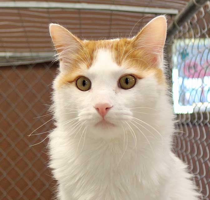 Huey, an adoptable Domestic Medium Hair in Spokane, WA, 99212 | Photo Image 2