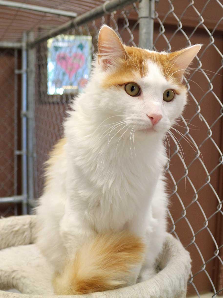 Huey, an adoptable Domestic Medium Hair in Spokane, WA, 99212 | Photo Image 3