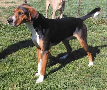 Hank, an adoptable Treeing Walker Coonhound in Seguin, TX, 78155 | Photo Image 1