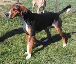 Hank Treeing Walker Coonhound Dog
