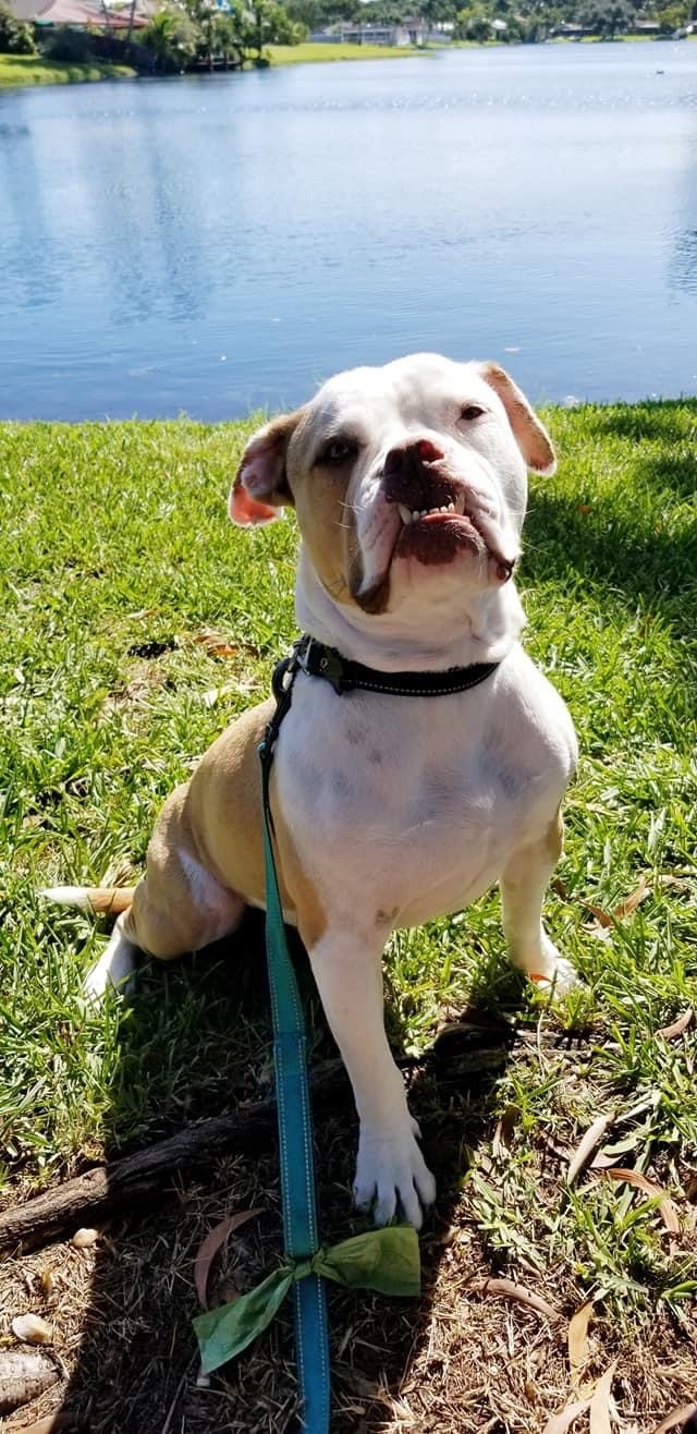 Albert, an adoptable American Bulldog in Oakland Park, FL, 33334 | Photo Image 3