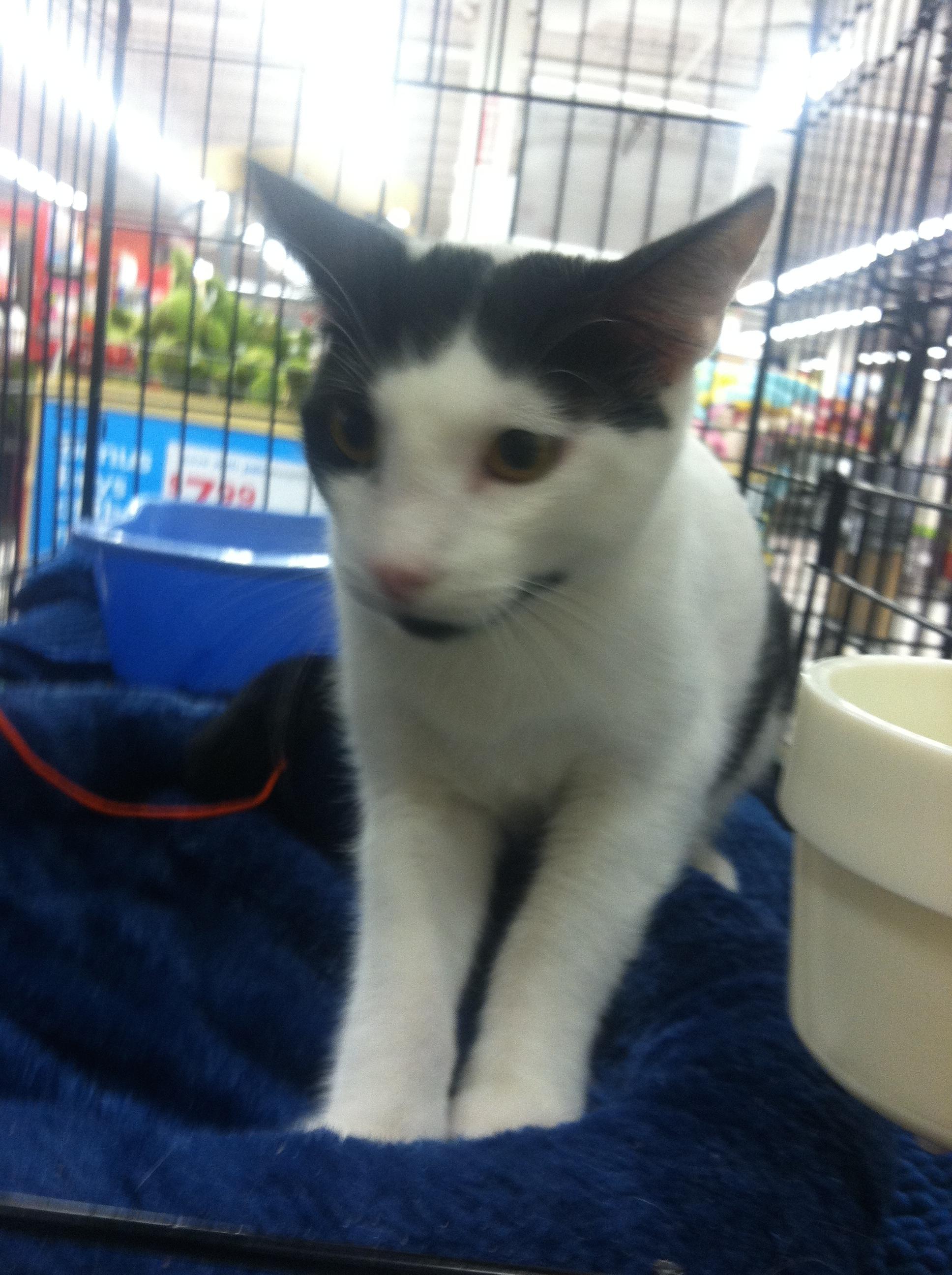 Baxter, an adoptable Domestic Short Hair, American Shorthair in Buena Park, CA, 90620 | Photo Image 2